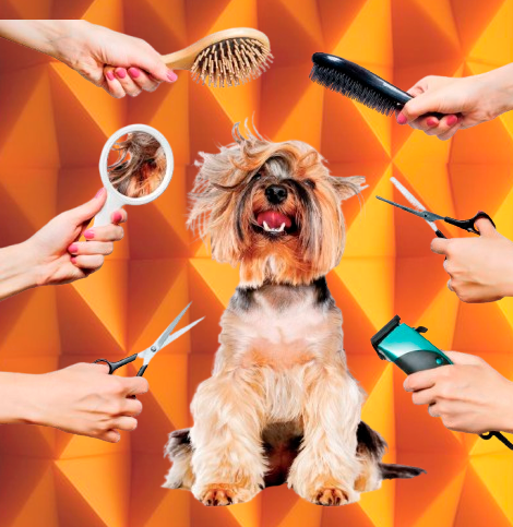 RED DE ESTÉTICAS PARA MASCOTAS 